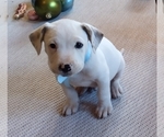 Small Photo #73 American Pit Bull Terrier-Labrador Retriever Mix Puppy For Sale in MOORESBORO, NC, USA