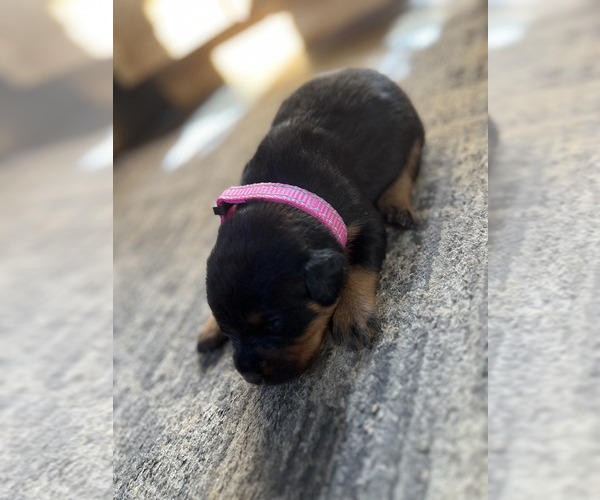 Medium Photo #4 Rottweiler Puppy For Sale in RACINE, WI, USA