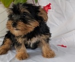 Small #3 Yorkshire Terrier