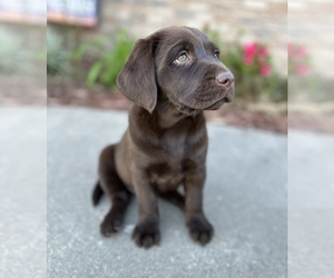 Great Dane Puppy for sale in WASHBURN, MO, USA