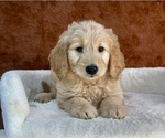 Small #2 Goldendoodle