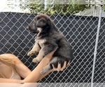 Small Photo #6 German Shepherd Dog Puppy For Sale in MIAMI BEACH, FL, USA