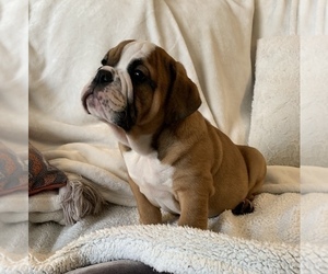 English Bulldog Puppy for sale in JOHNS ISLAND, SC, USA