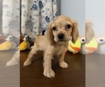 Small #9 Cocker Spaniel