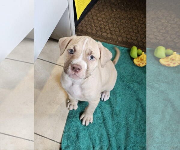 Medium Photo #1 Mutt Puppy For Sale in Rockaway, NJ, USA