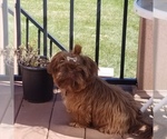 Small Photo #1 Shih Tzu Puppy For Sale in WOODSFIELD, OH, USA
