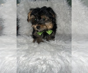 Yorkshire Terrier Puppy for sale in BEECH GROVE, IN, USA