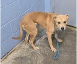 Small #6 Labrador Retriever Mix