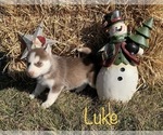 Small Photo #26 Siberian Husky Puppy For Sale in DEARBORN, MO, USA