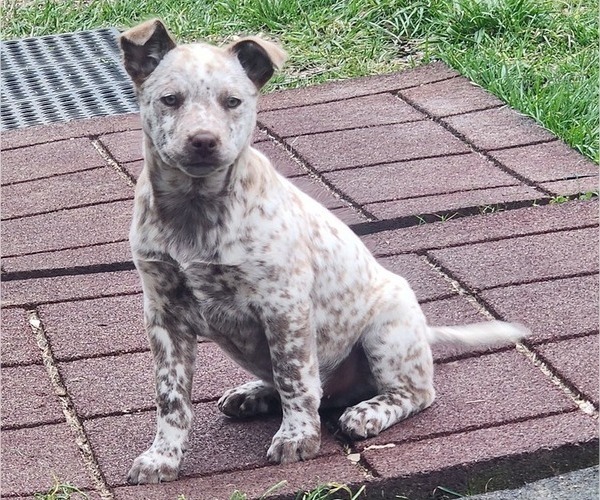 Medium Photo #1 Australian Cattle Dog Puppy For Sale in RUSSELLVILLE, KY, USA