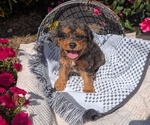 Small #1 Cavapoo