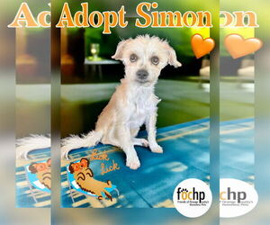 Border Terrier Dogs for adoption in Menifee, CA, USA