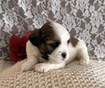 Small #1 Cavachon-Shih Tzu Mix