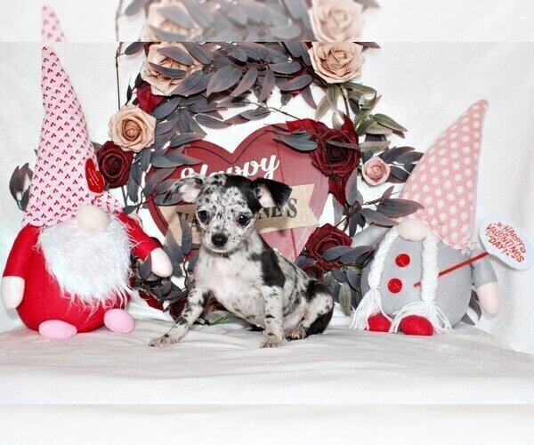 Medium Photo #48 Chihuahua Puppy For Sale in CHARLESTON, AR, USA