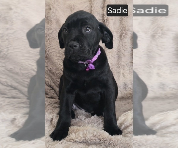 Medium Photo #7 Cane Corso Puppy For Sale in MINERAL WELLS, WV, USA