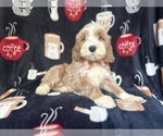 Small #3 Cockapoo