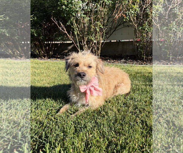 Medium Photo #2 Mutt Puppy For Sale in Sandy, UT, USA