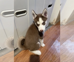 Siberian Husky Dogs for adoption in EAST HARTFORD, CT, USA