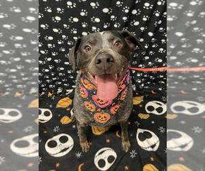 Mutt Dogs for adoption in Fairbanks, AK, USA