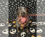 *MUDGEE - Female Mutt Dog for Adoption - Small photo