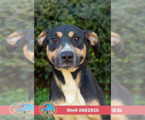 Medium Photo #2 Black and Tan Coonhound-Unknown Mix Puppy For Sale in Mobile, AL, USA