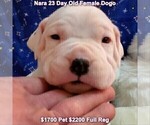 Small Photo #70 Dogo Argentino Puppy For Sale in JANE, MO, USA