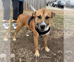 Sadie - Female Labrador Retriever-Mountain Cur Mix Dog for Adoption - Photo #3