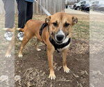 Small #2 Labrador Retriever-Mountain Cur Mix