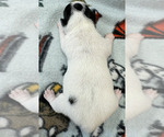 Small Photo #8 Rat Terrier Puppy For Sale in WHITAKERS, NC, USA
