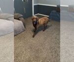 Small #2 Chesapeake Bay Retriever