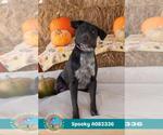 SPOOKY - Male Labrador Retriever-Unknown Mix Dog for Adoption - Small photo