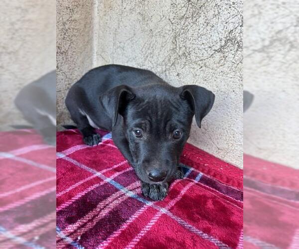 Medium Photo #1 Mutt Puppy For Sale in Oklahoma City, OK, USA