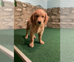 Small #28 Goldendoodle
