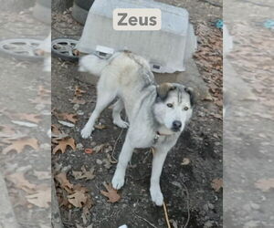 Gerberian Shepsky Dogs for adoption in Foristell, MO, USA