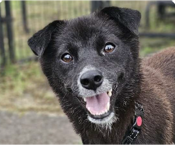 Medium Photo #1 Mutt Puppy For Sale in San Ramon, CA, USA