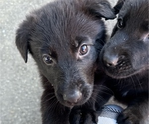 German Shepherd Dog Puppy for sale in HAMILTON, VA, USA