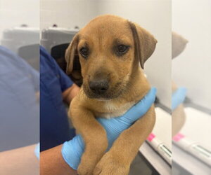American Pit Bull Terrier-Labrador Retriever Mix Dogs for adoption in Corpus Christi, TX, USA