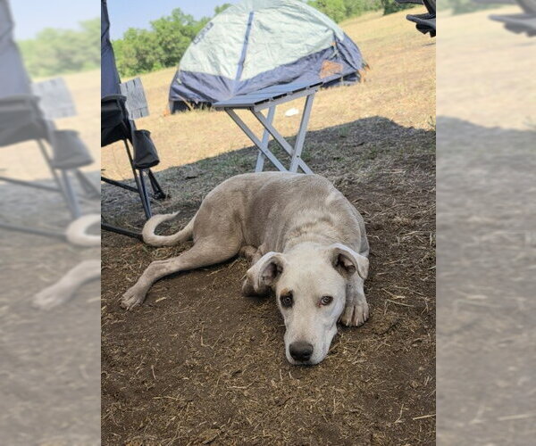 Medium Photo #20 Mutt Puppy For Sale in Sandy, UT, USA