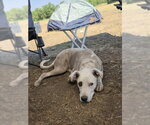 Small #19 Mutt