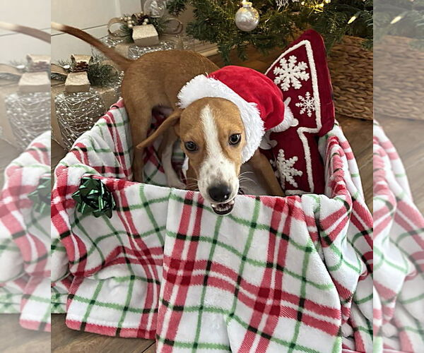 Medium Photo #3 Beagle-Unknown Mix Puppy For Sale in Dunnellon, FL, USA