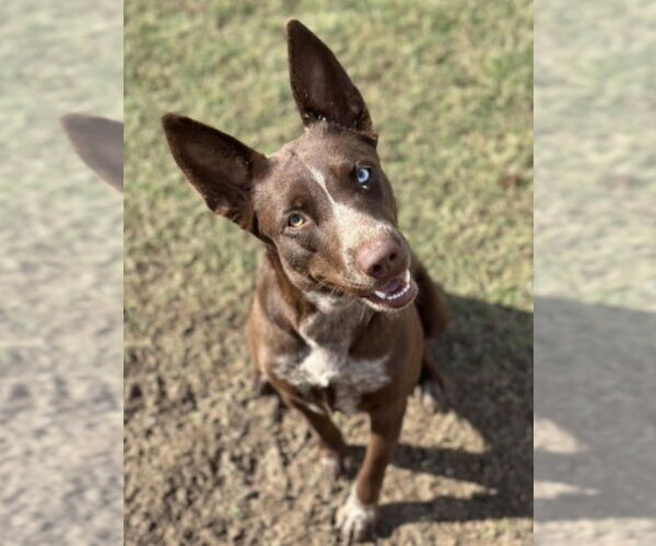 Medium Photo #3 Australian Kelpie-Unknown Mix Puppy For Sale in Canton, CT, USA