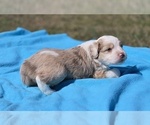 Small #1 Aussiedoodle