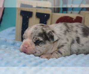 French Bulldog Puppy for sale in MARIONVILLE, MO, USA