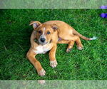 Small #2 Mutt
