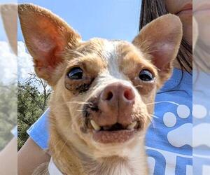 Chihuahua Dogs for adoption in Houston, TX, USA