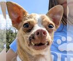 Small Chihuahua