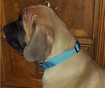 Puppy Heath light blu Cane Corso