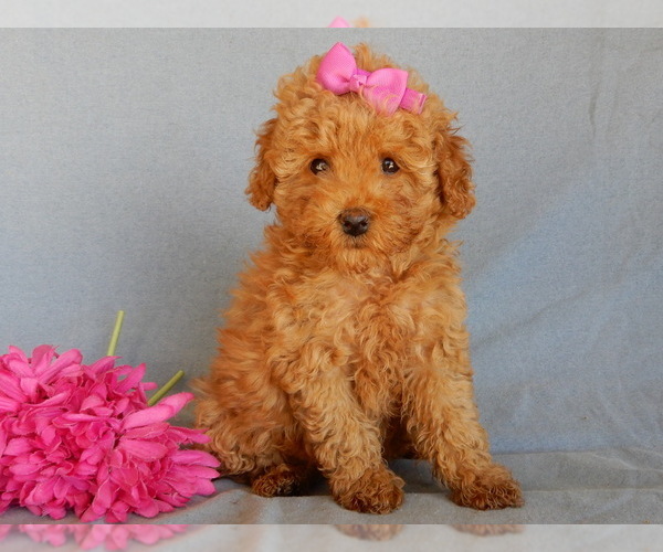 Medium Photo #7 Goldendoodle (Miniature) Puppy For Sale in MILLERSBURG, OH, USA
