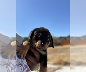 Rottweiler Puppy for sale in PITTSBURG, CA, USA