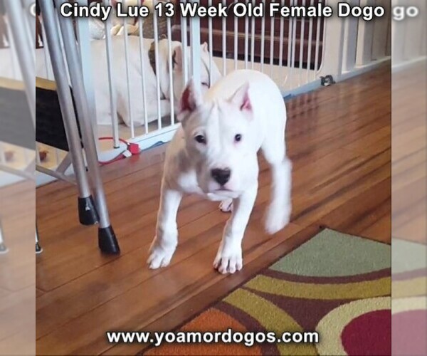 Medium Photo #176 Dogo Argentino Puppy For Sale in PINEVILLE, MO, USA